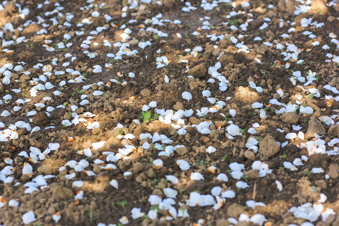 How To Prep for Hail Season in Austin